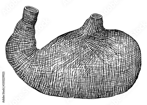 Muscle Lining of Stomach, vintage illustration.