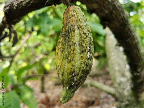Close-up green small cacao grow on the tree. Small green cocoa has been infected by pests