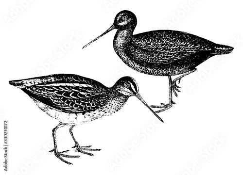 Snipe, vintage illustration.