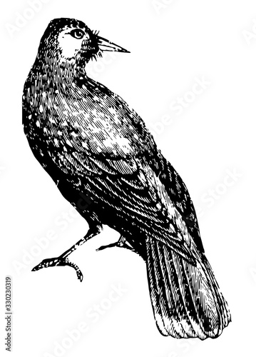 Nut cracker Crow, vintage illustration.
