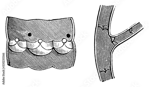Valves of the Veins, vintage illustration.
