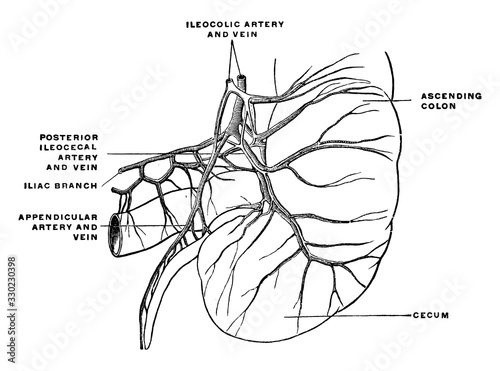 Cecum and appendix, vintage illustration.