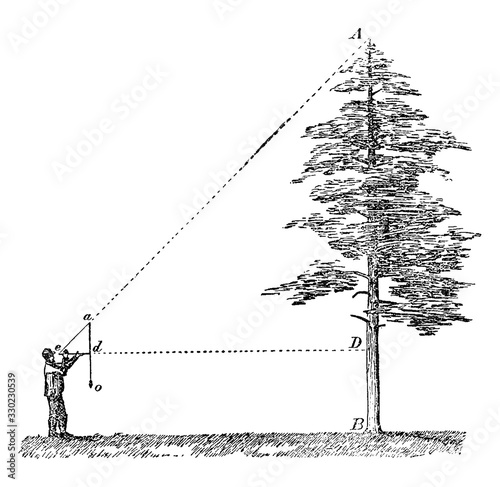 Measuring Tree Height, vintage illustration