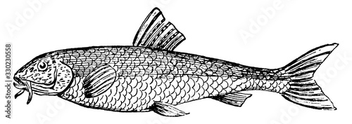 Gudgeon, vintage illustration