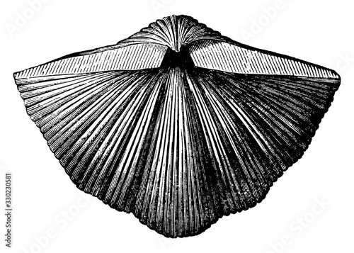 Spirifer Mollusk, vintage illustration