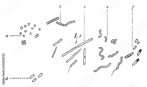Types of Microorganisms, vintage illustration.
