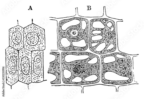 Vegetable Cell, vintage illustration.
