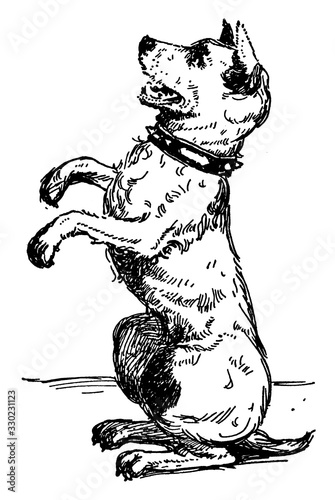 Dog, vintage illustration
