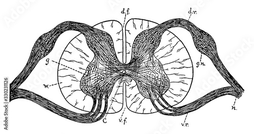 Spinal Cord, vintage illustration.