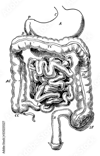 Alimentary Canal, vintage illustration