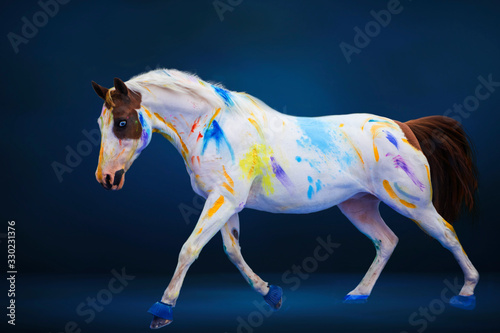 Beautiful blue-eyed paint quarter horse with colors