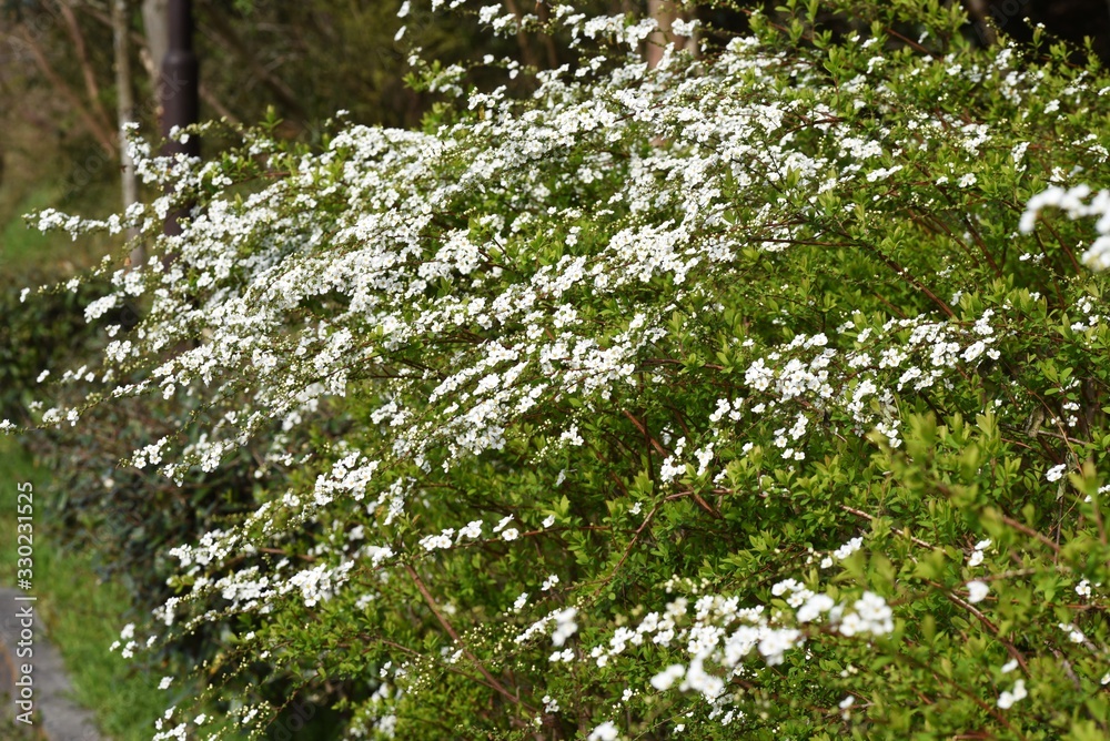 Thunberg spirea blooms a lot of white florets on the branches weeping in spring. Thunberg spirea blooms a lot of white florets on the branches weeping in spring.