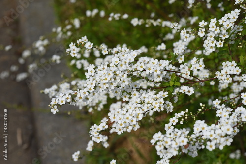 Thunberg spirea blooms a lot of white florets on the branches weeping in spring.