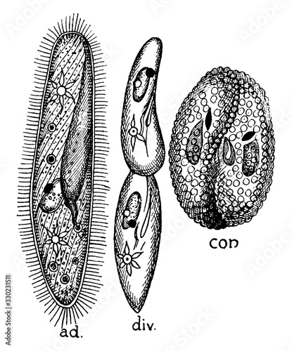 Paramecium, vintage illustration.