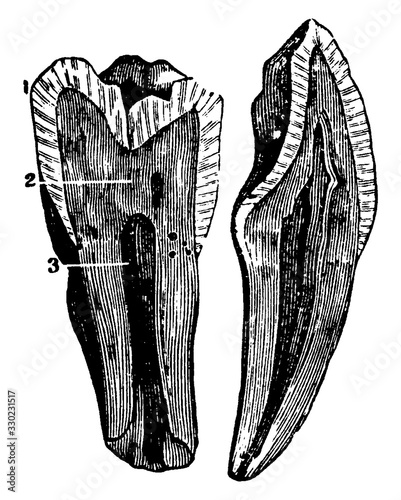 The Structure of a Tooth, vintage illustration.