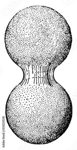 Capillary Water, vintage illustration