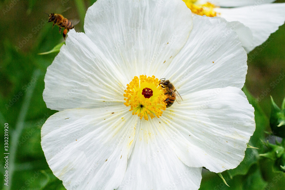 Obraz premium Biene auf wilder Blume