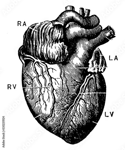 The Heart, vintage illustration.