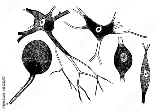 Nerve Cells/Neuron, vintage illustration.