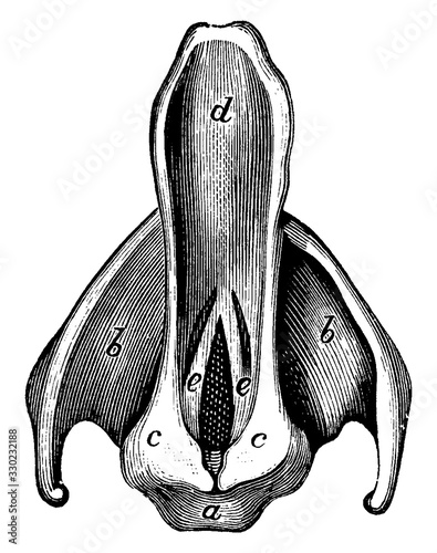 Epiglottis and Vocal Cords, vintage illustration.