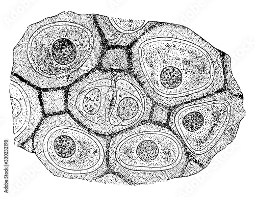 Hyaline Cartilage Cells, vintage illustration.