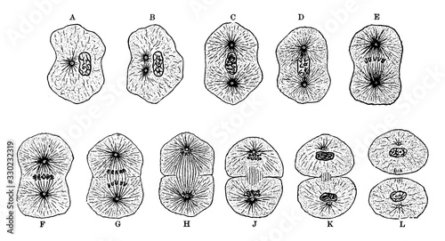 Cells Division, vintage illustration.