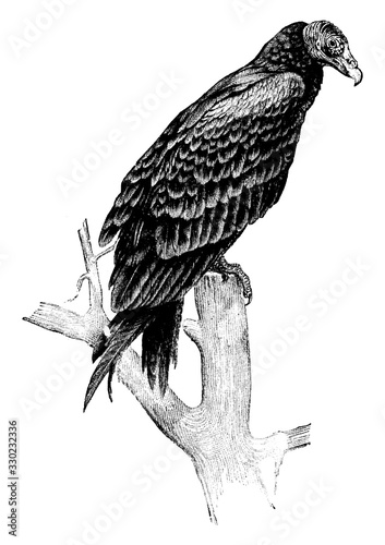 Vulture, vintage illustration.