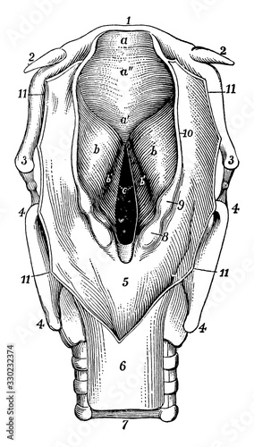Larynx, vintage illustration