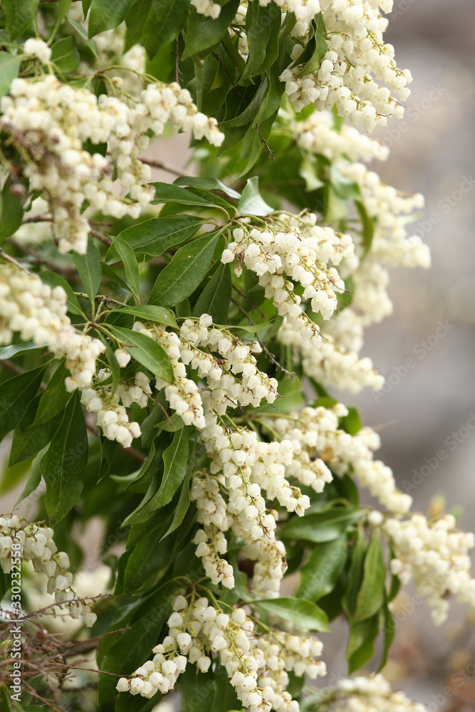 アセビの花 アセビの花