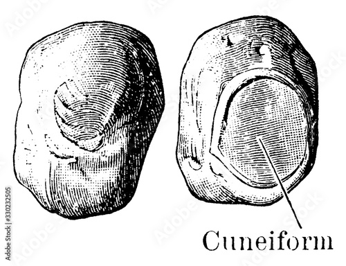 Pisiform bones, vintage illustration.