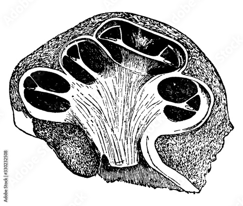 The Cochlea of the Ear, vintage illustration