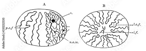 Nucleus Showing Chromatic Filaments, vintage illustration.