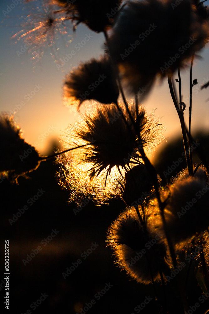 Thistle in the light of the setting sun turns into an evening flashlight.
