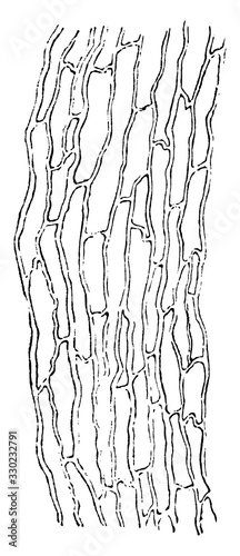 Capillary Vessels of Muscle, vintage illustration.