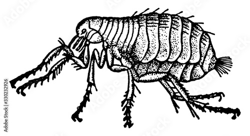 Flea/Siphonaptera, vintage illustration.