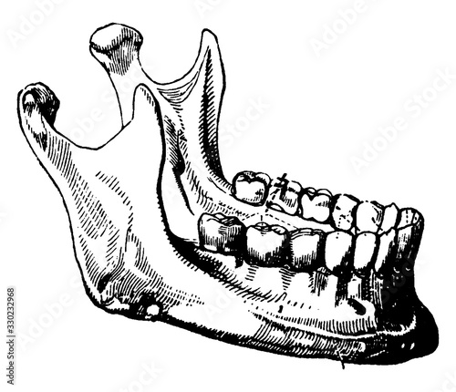 The Lower Jaw Bone with the Teeth/Mandibular teeth, vintage illustration.