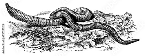 Earthworm/Annelida, vintage illustration.