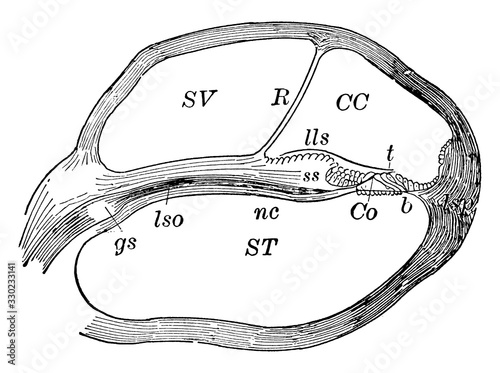 Cochlea, Section of, vintage illustration