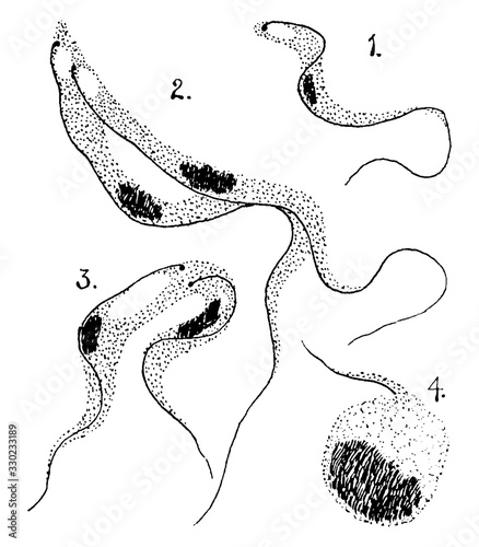 Trypanosoma Gambiense, vintage illustration. photo