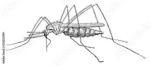 Mosquito/Culicidae, vintage illustration.