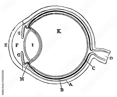 Diagram of the Eye, vintage illustration