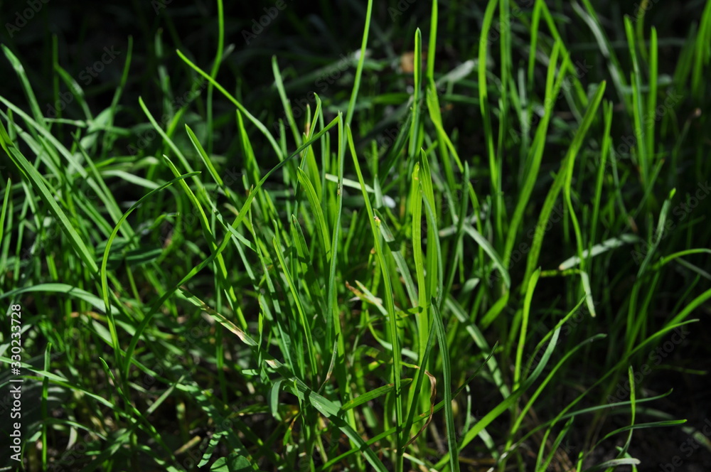 green grass close-up on a blurred background green grass close-up on a blurred background
