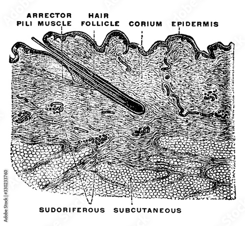 Cross Section of Human Skin, vintage illustration.