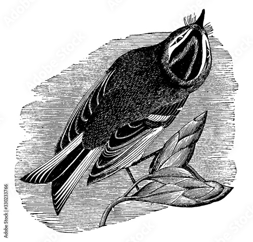 Golden-Crested Kinglet/Golden-Crowned Kinglet/Regulus satrap, vintage illustration