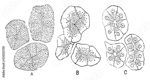 Changes in Gland Cells, vintage illustration.