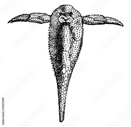 Pterichthys Milleri/Sea Scorpion/Armored Fish, vintage illustration.