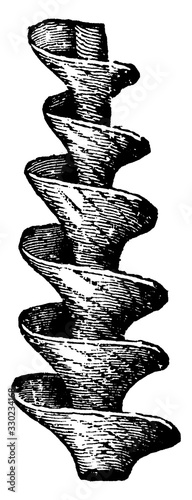 Archimedes Mollusk, vintage illustration