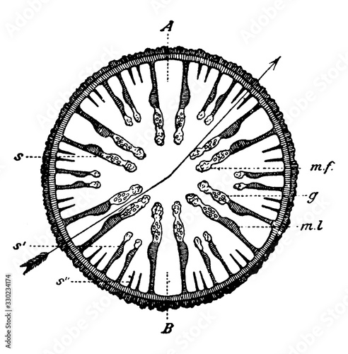 Section through sea anemone/Sea Anemone, vintage illustration.