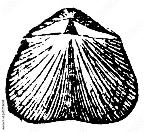 Orthis Mollusk, vintage illustration