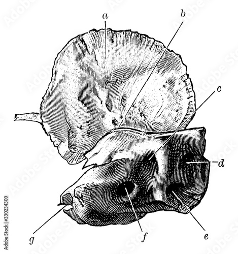 Skull Bone at time of Birth, vintage illustration.